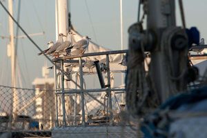 ahuyentar gaviotas