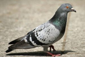 como_ahuyentar_palomas cómo ahuyentar palomas