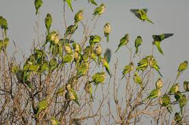 How to Repel Quaker Parrots, that are invading our country