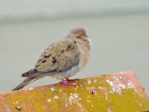 ahuyentador-aves