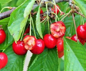 4 methods to prevent birds from eating cherries