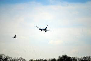 control de aves en helipuertos y aeropuertos