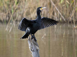 ahuyentar-cormoranes
