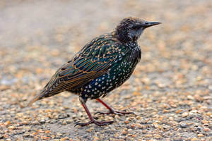 deter-starlings-thrushes