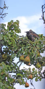 estorninos_eating_fruit_trees