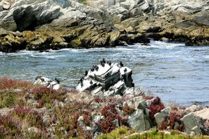 Ahuyentar Cormoranes