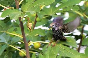 Ahuyentador de pájaros, ahuyentador de gatos verde, ahuyentador de