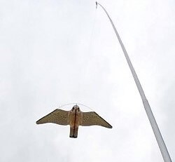 Hawk-Kite