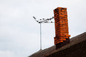 evitar que los pájaros se posen en la antena