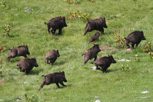 deter_wild_boars_vineyard