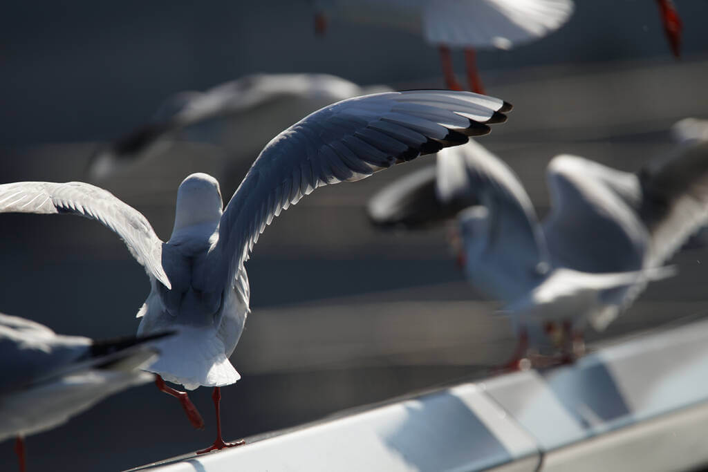 deshacerse-de-las-gaviotas