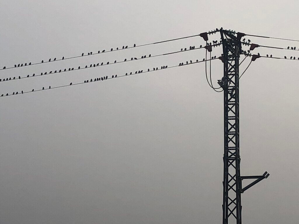 repelling-starlings-on-medium-voltage-cables