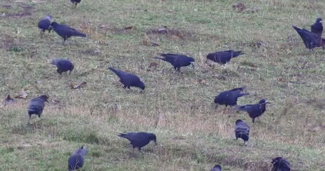 Cómo evitar que los jabalíes destrocen el césped