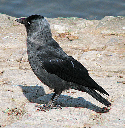 Grajilla-Corvus-Monedula-Jackdaw