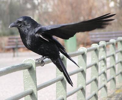 Plate 60 - Jackdaws, Rooks, Crows and Ravens - A Field Guide to