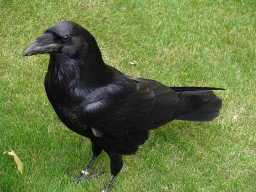 Plate 60 - Jackdaws, Rooks, Crows and Ravens - A Field Guide to