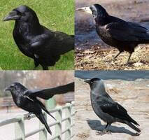 Rooks, ravens and relations - BirdGuides