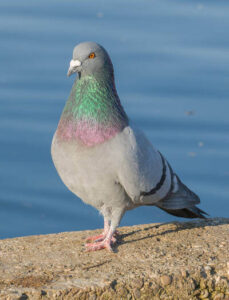 rock-pigeon-columba-livia