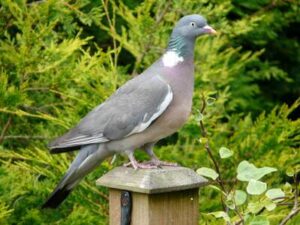 paloma-torcaz-columba-palumbus