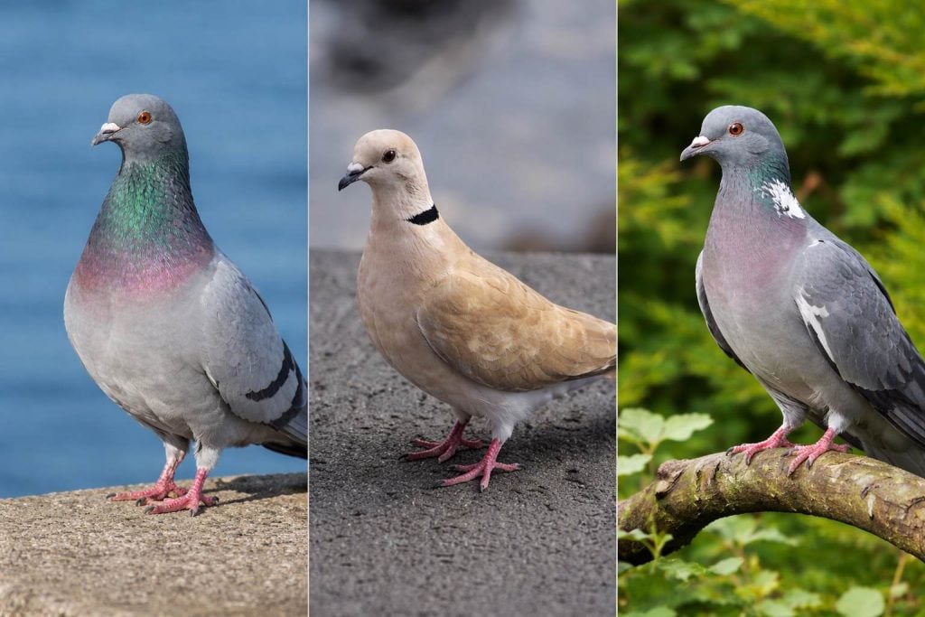 Diferentes especies de palomas y tórtolas comunes en entornos urbanos y rurales