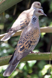 tortola-comun-streptopelia-turtur.