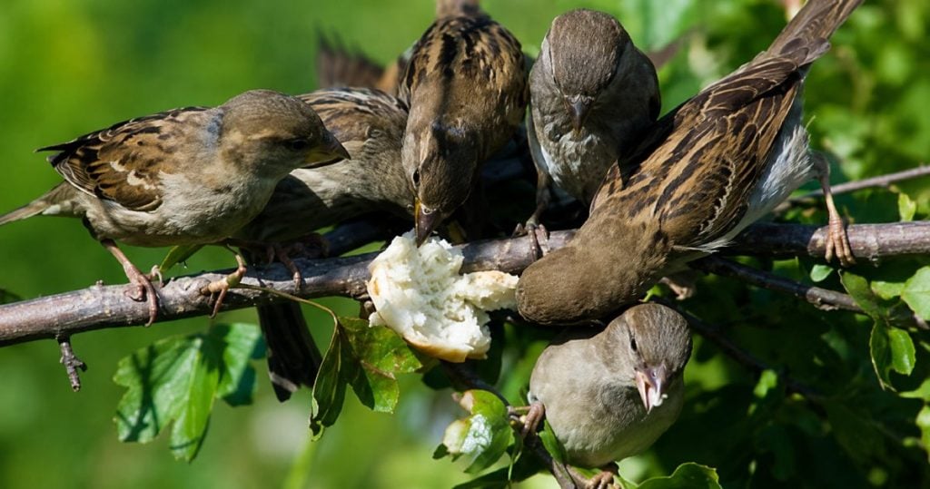 Grupo de gorriones en una zona de posado donde se necesitan soluciones para ahuyentar aves