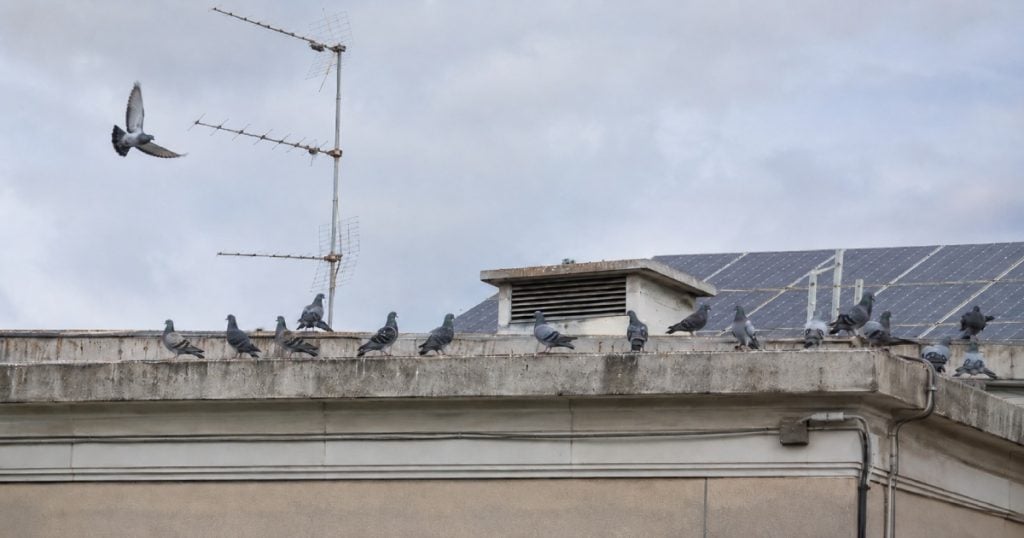Palomas en un edificio urbano y soluciones para ahuyentarlas según el problema