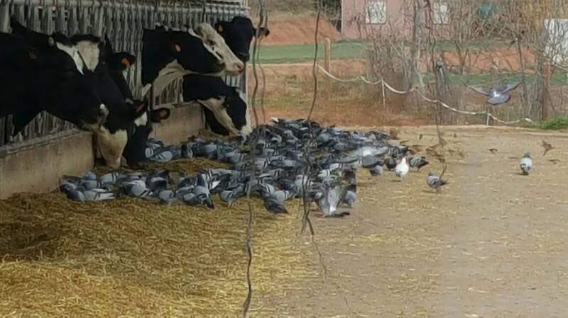 palomas-gorriones-no-coman-pienso-ganado