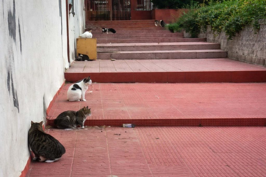 Cats gathered on urban steps, an example of nuisance caused by stray cats