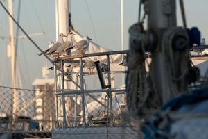 Seagulls causing problems in urban and coastal areas
