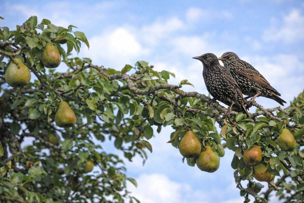 Starlings perched on a fruit tree, an example of birds that damage crops