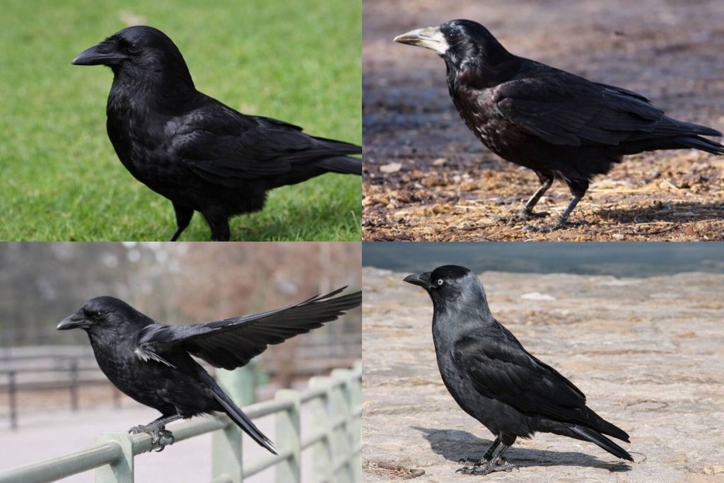 Different corvid species such as crows, rooks, carrion crows and jackdaws for identification