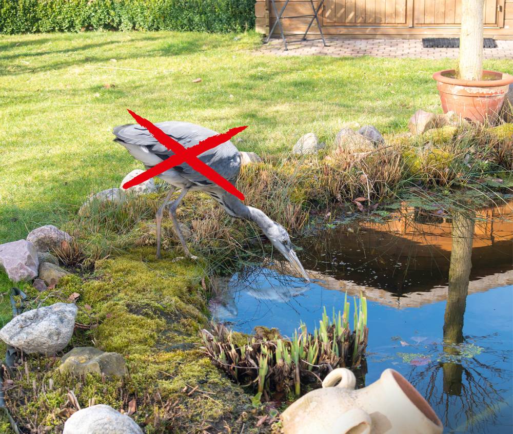 Cómo proteger tu estanque de garzas y gatos