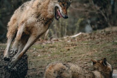 FoxLights protege el ganado de lobos y zorros