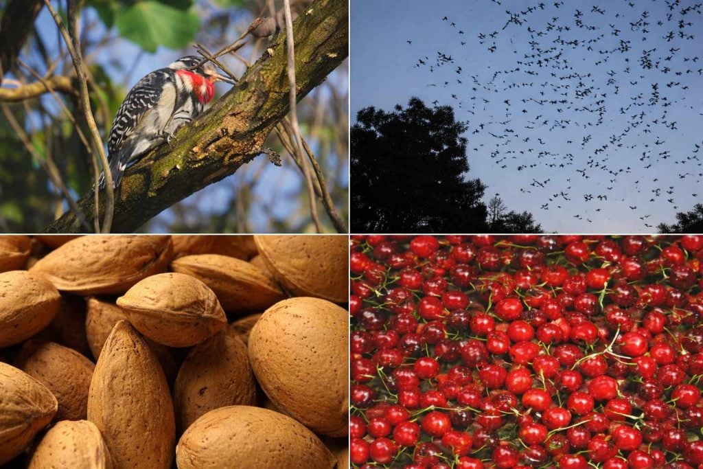 Woodpeckers and thrushes causing damage to almond and cherry trees