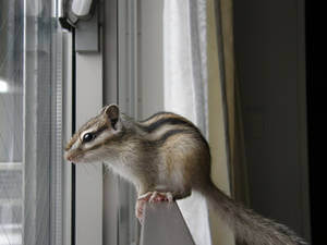 Squirrel Enters House