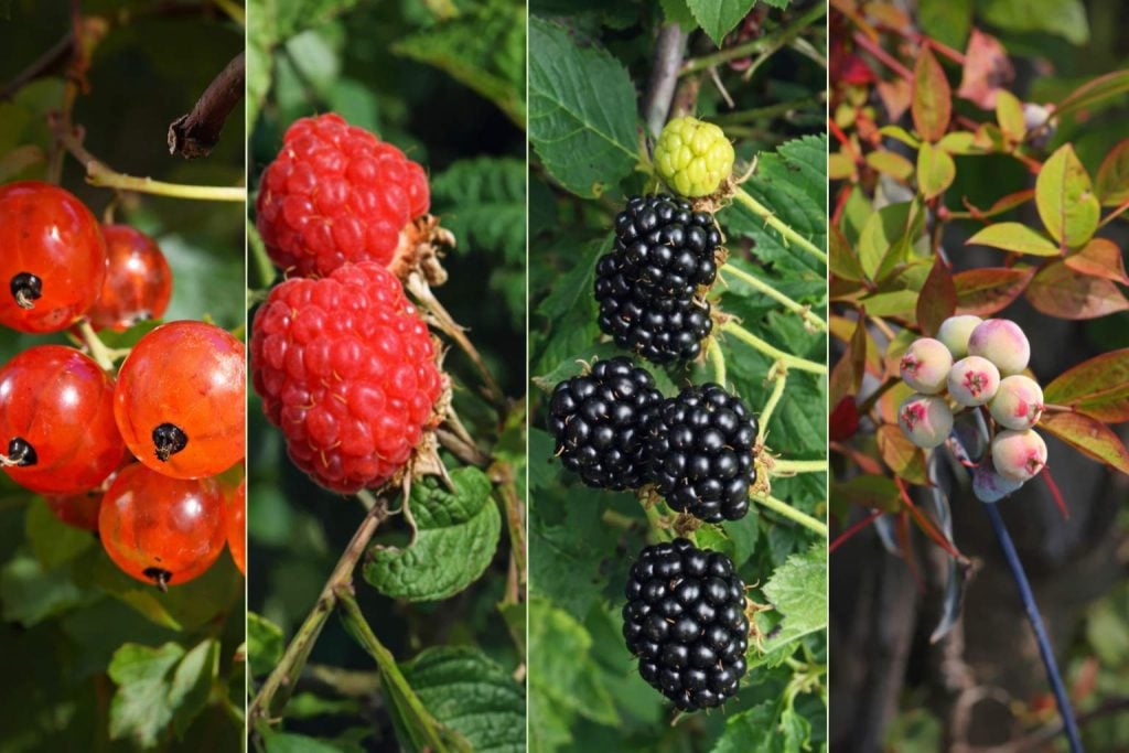 Forest berries affected by birds in agricultural crops in La Rioja
