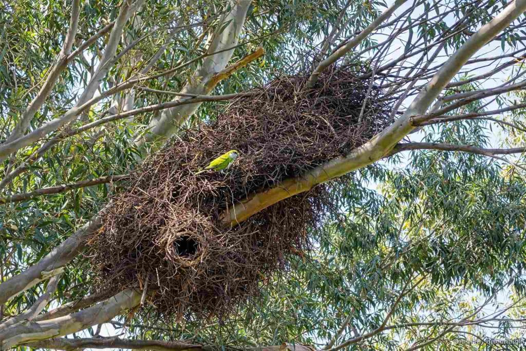 Monk parakeet nest built in an urban tree