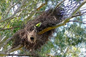 Quaker Parrots’ Nest