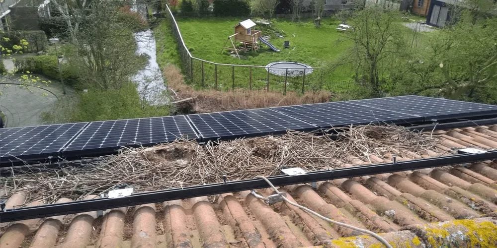 Solar panel on a house roof with birds nesting underneath, showing twigs and droppings.