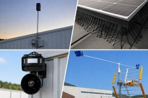 Bird Problems on Roofs: How to Choose the Right Solution