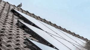 Solar panels, pigeons and animal welfare: why preventing nests under panels also protects birds