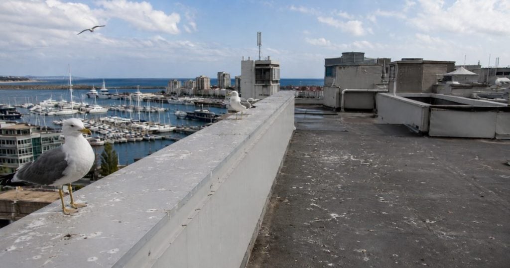 Common mistakes when trying to repel seagulls from roofs, ports and buildings